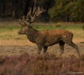 September, Park de Hoge Veluwe 2